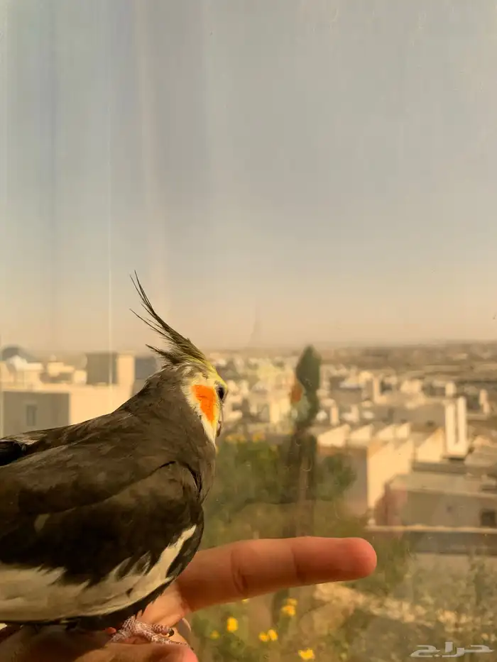 كروان اليف كوكاتيل للبيع 1