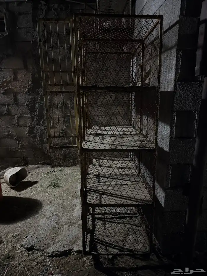 محكر حمام وتسمين ديوك 2