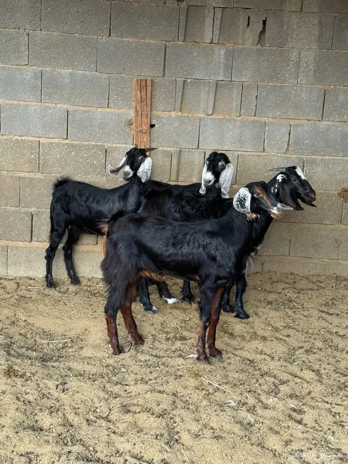 جفار من حلالي نظيفه 4