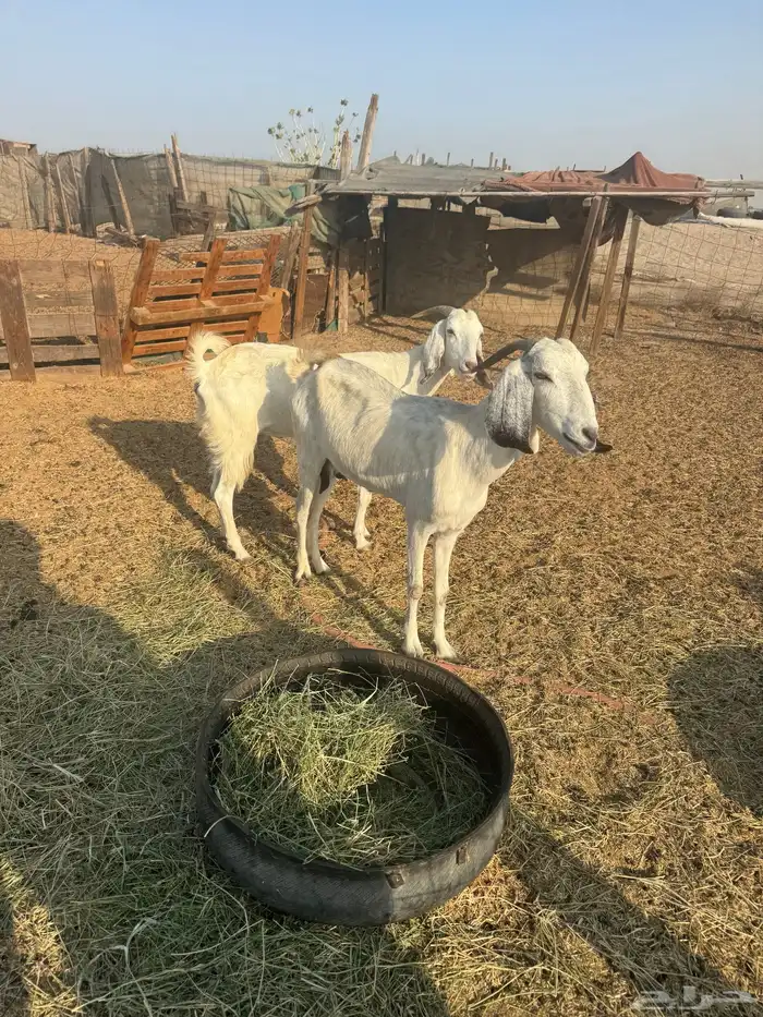 ماعز مهجنه 2