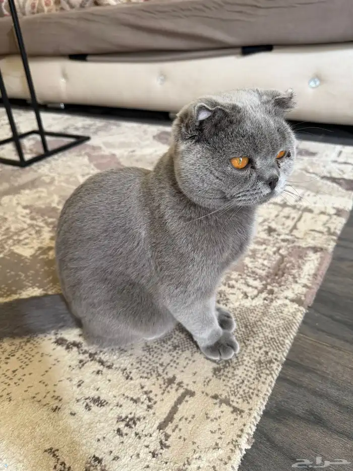 قط سكوتش فولد 1