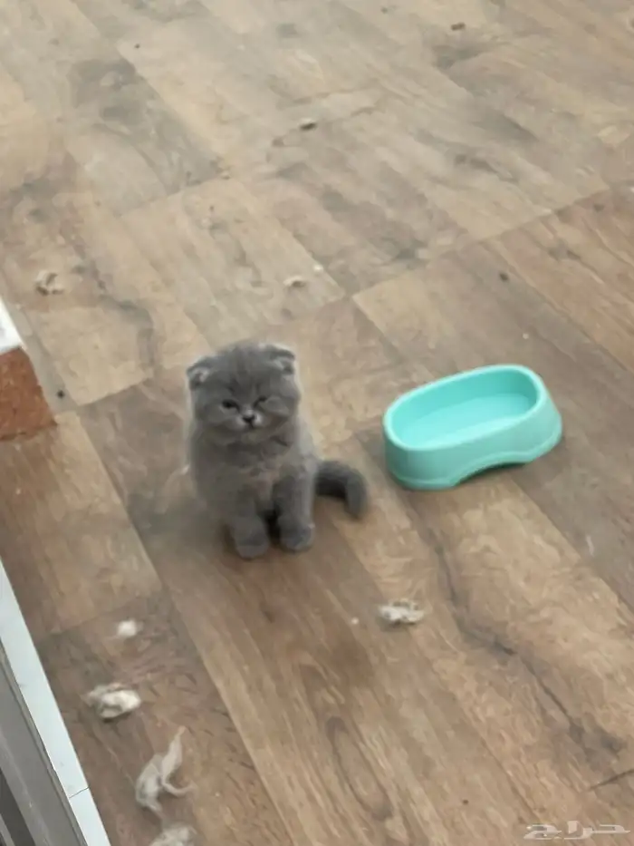 قطط كيتين للبيع العمر 3 اسابيع تهجين بين هملايا وسكوتش فولد 2