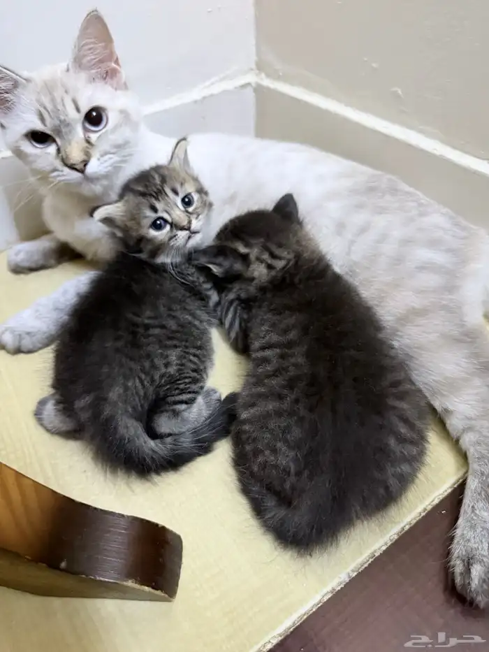 بسة هملايا معاها 2 كيتين 3