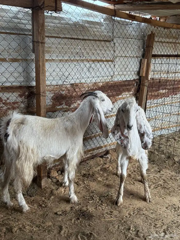 عنزين حلوات ثنية ورباع مضاريع 2