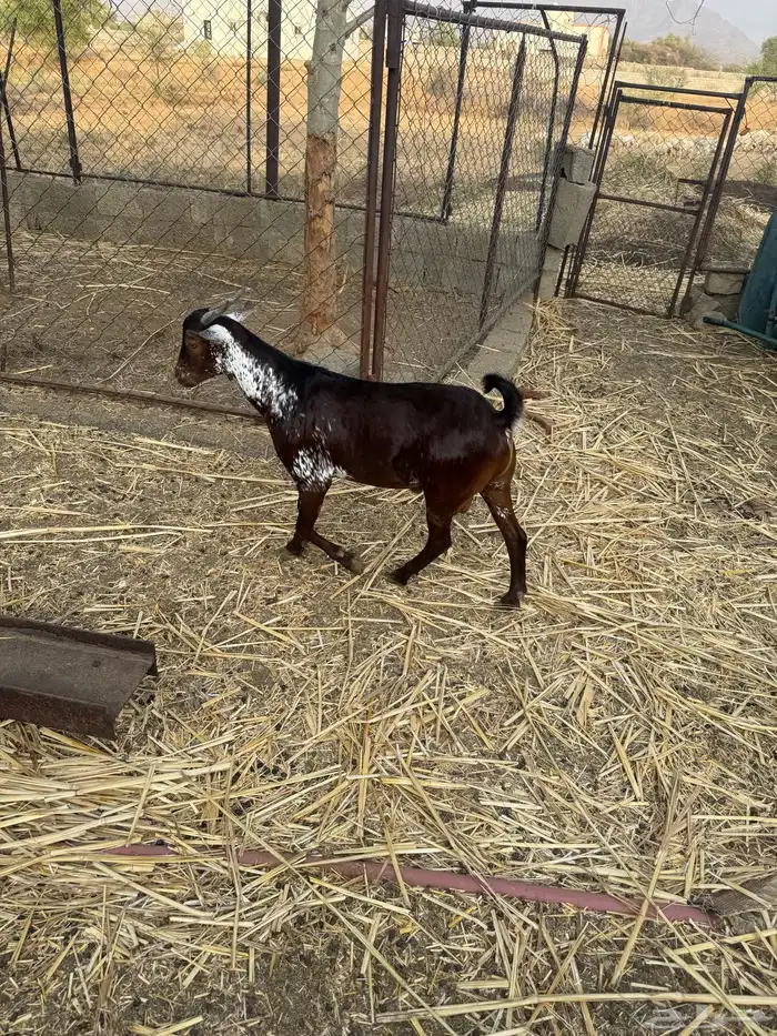 تيس ادبس جذع مخصي 1