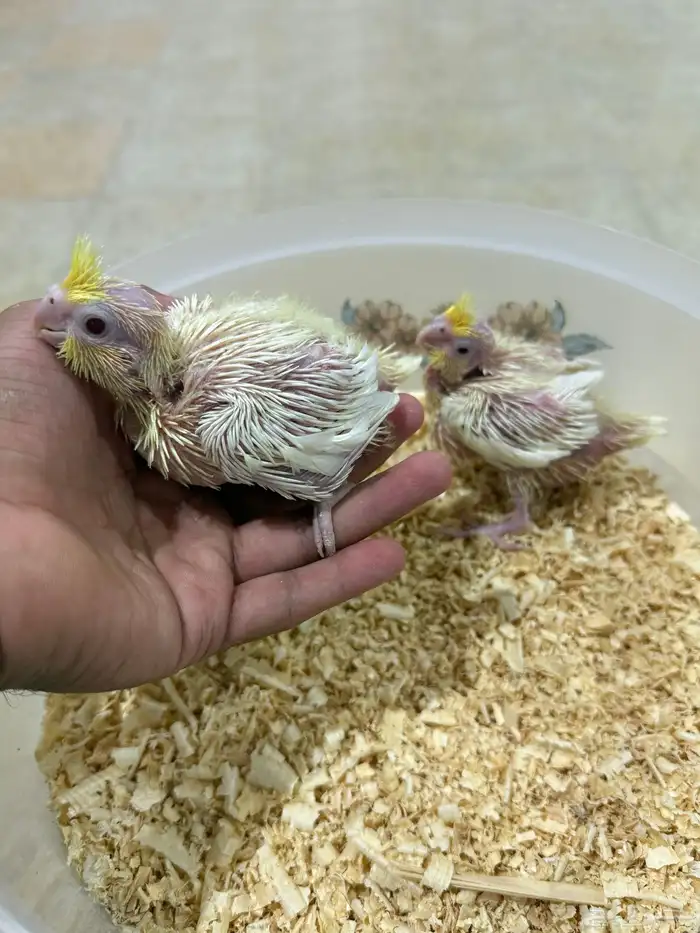 فرخين كروان غر لاتينو ماشاء الله صحه ونظافه 2