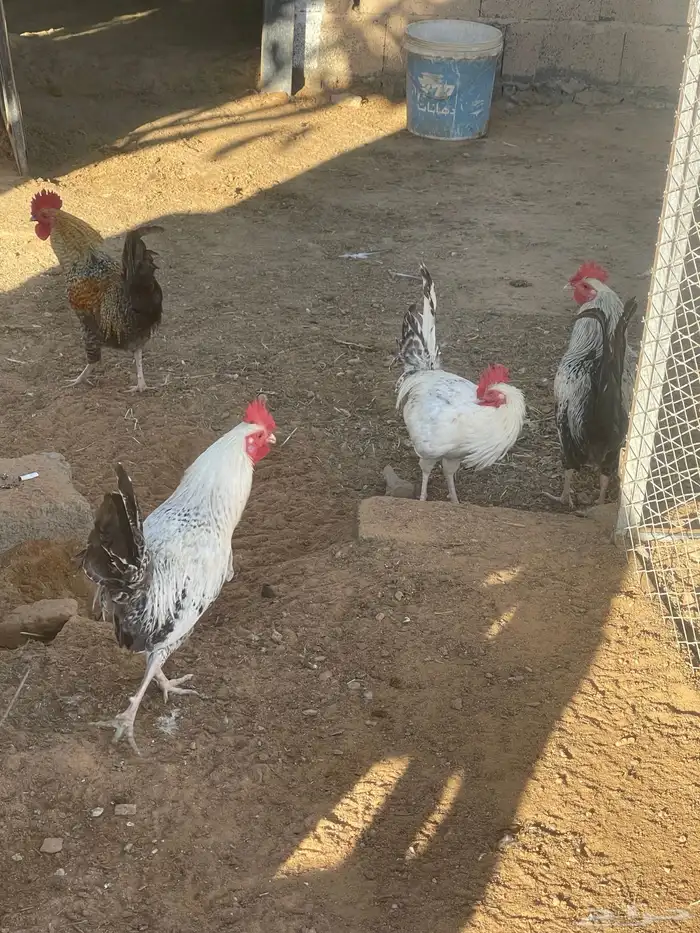 ديوك فيومي. و بلدي 17