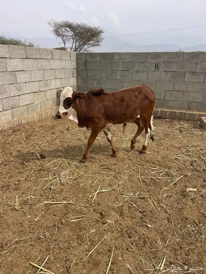 حسلان للبيع 0