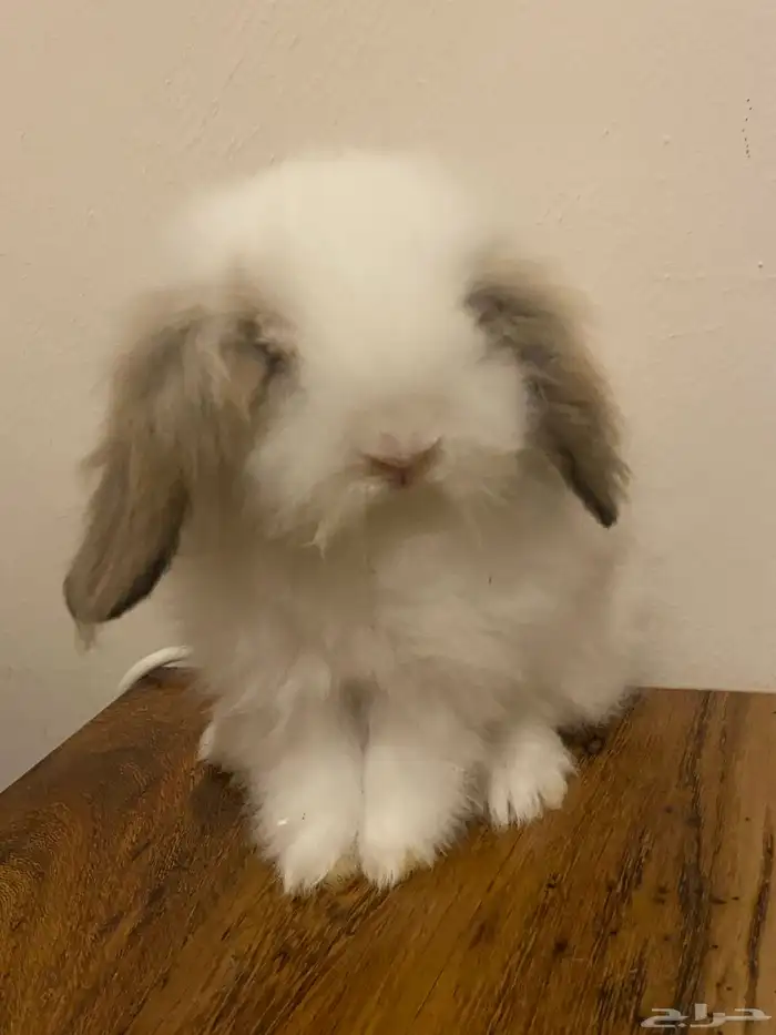 ارنوب هولاند لوب 2