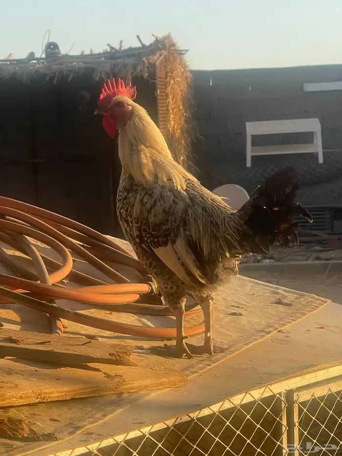 ديوك فيومي. و بلدي 18