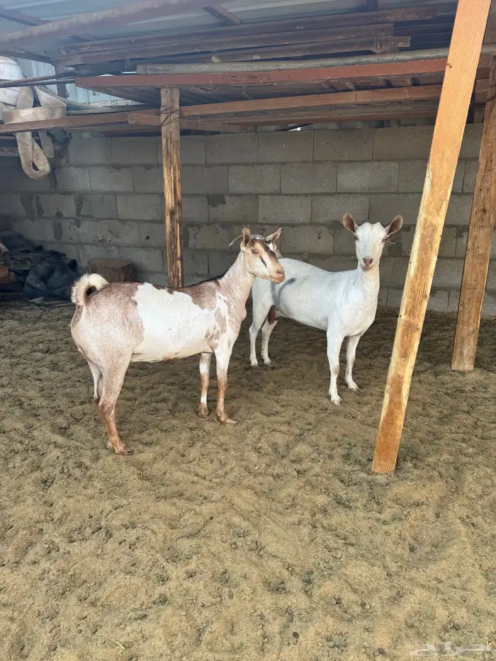 معزه ثلاث شرط الدفيع والسن وحده سديس وثتين توهم صفين 1