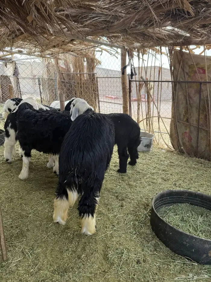 فواخر نجد جذعان 2