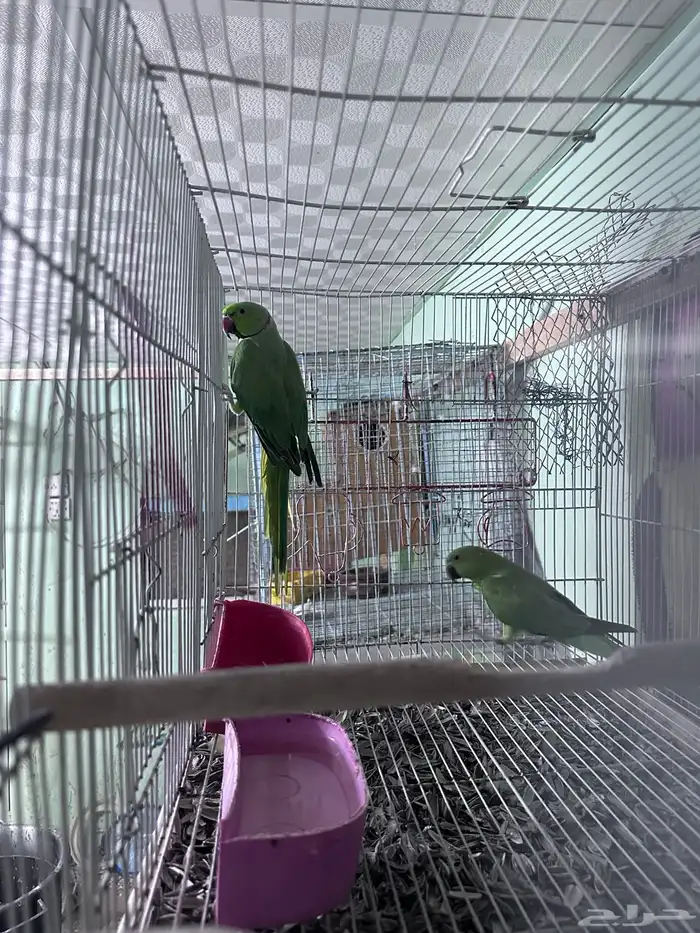 زوج طيور دره 2