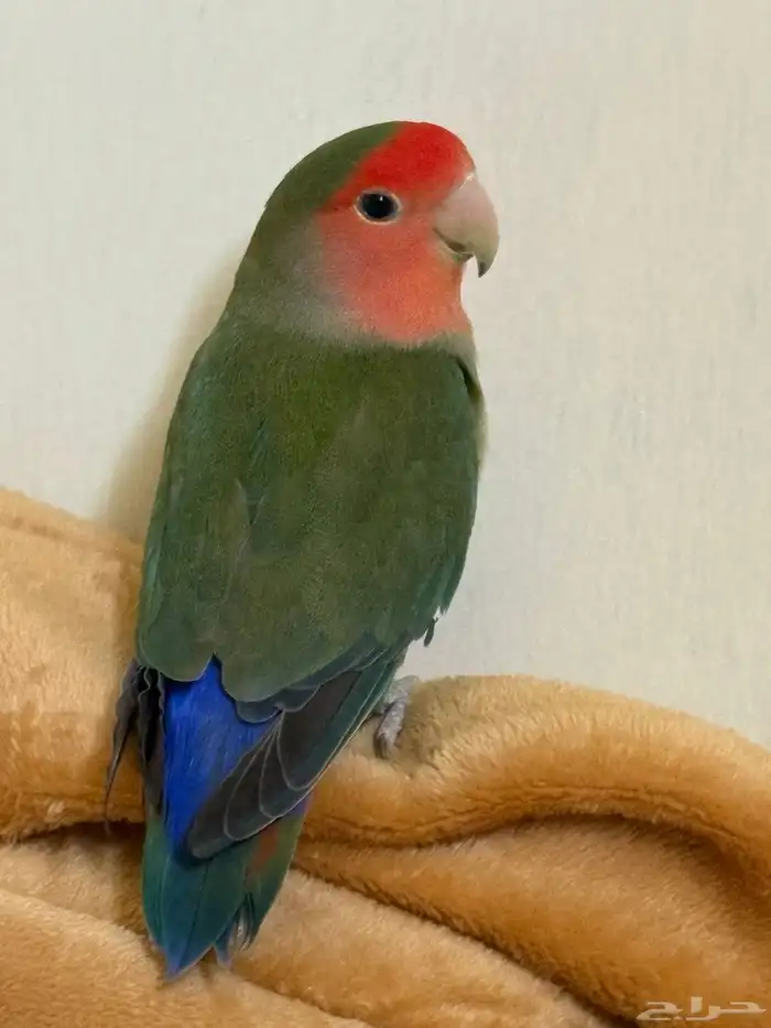 طيور روز اليفات 2