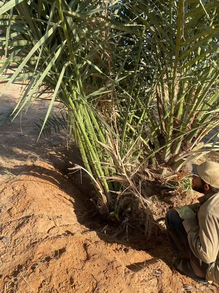 يوجد لدينا نخل البيع الموقع شقرا ساجر الدودمي عفيف 6