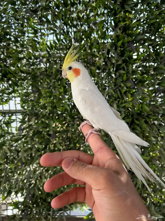 ذكر كروان لاتينو اليف و بدايه كلام عنده تبويس 2