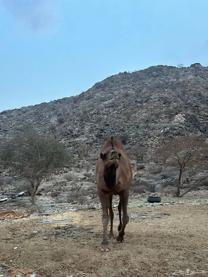 قعود احمر مشروع فحل من اباعر الراجحي 0