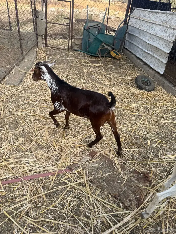 تيس ادبس جذع مخصي 2