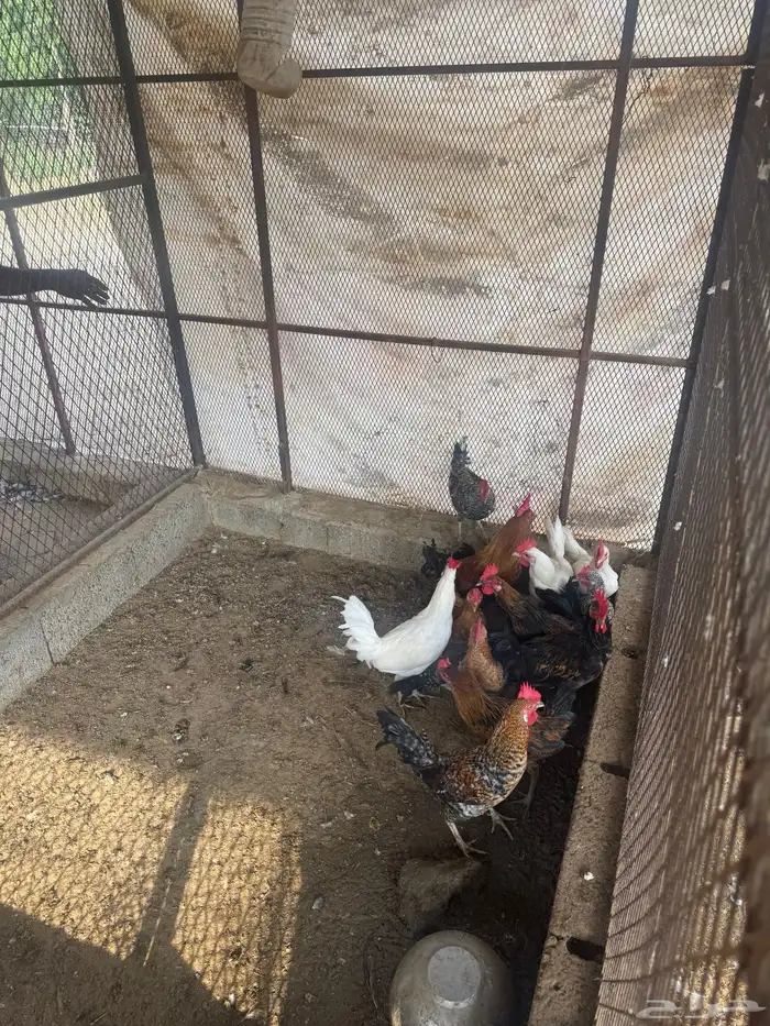 ديوك بلدي للبيع 0