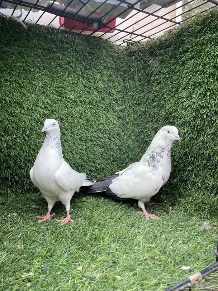 حمام باكستاني 4