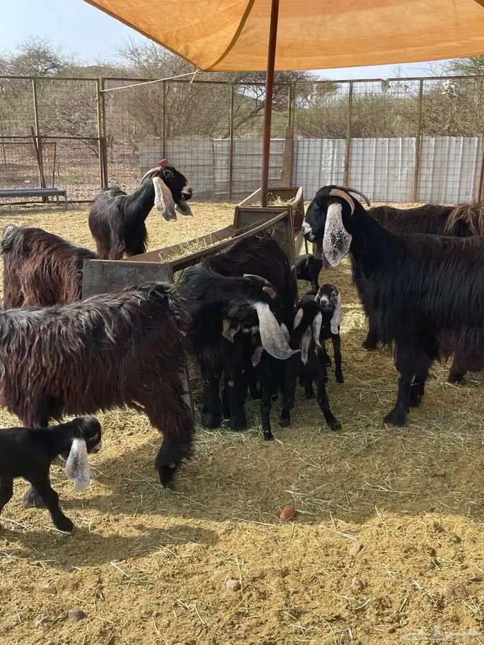 معزا ( تم البيع ) 0