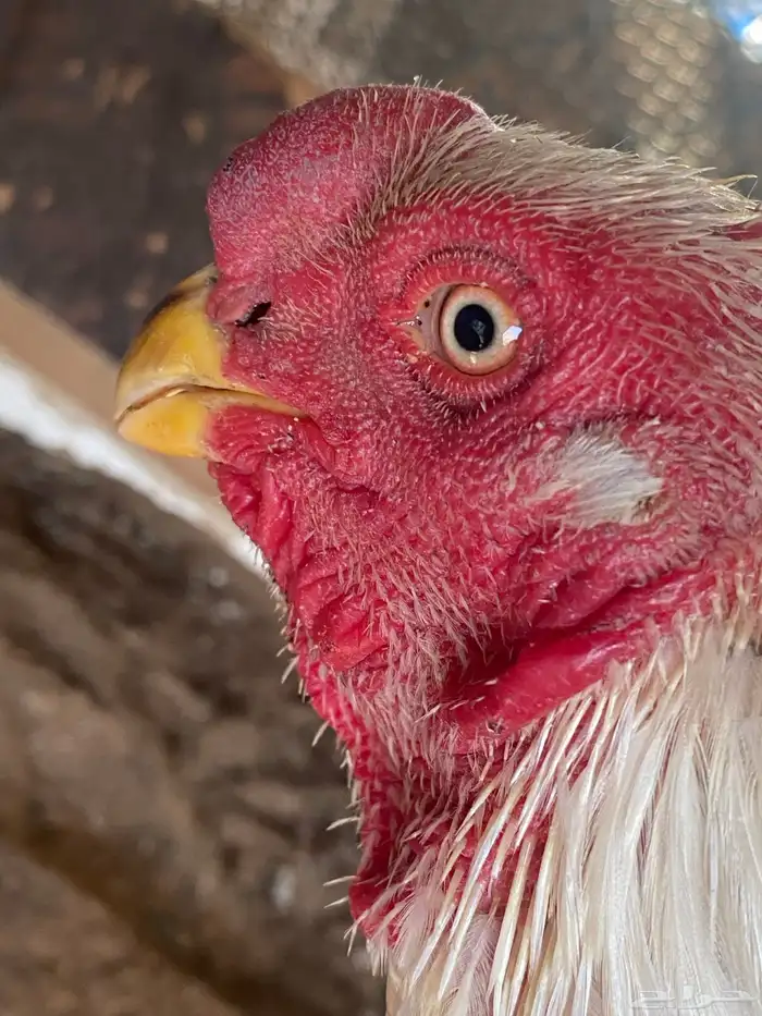 ديك فارسي العمر ودجاجه باكستانيه معاها 1