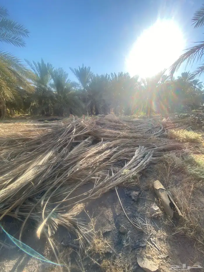 عسيب سعف نخل 2