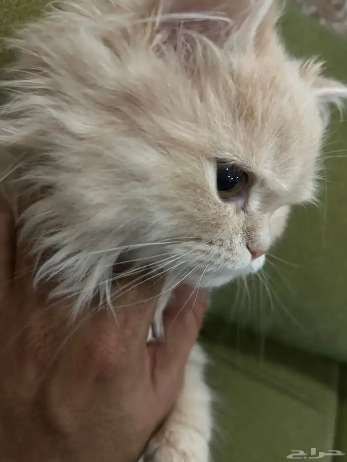 قطة نادرة شيرازي امريكي 3