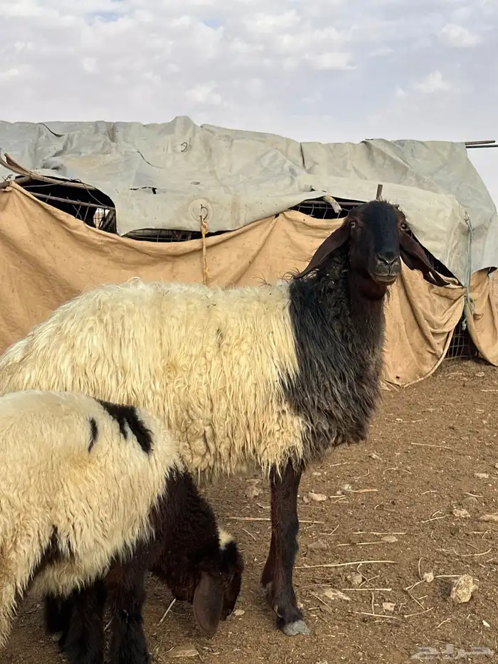 نعجة صنف مطفل نعيميه 3