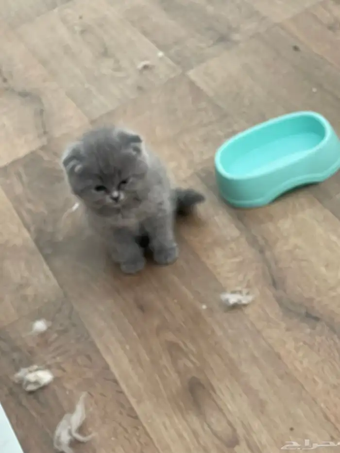 قطط كيتين للبيع العمر 3 اسابيع تهجين بين هملايا وسكوتش فولد 1