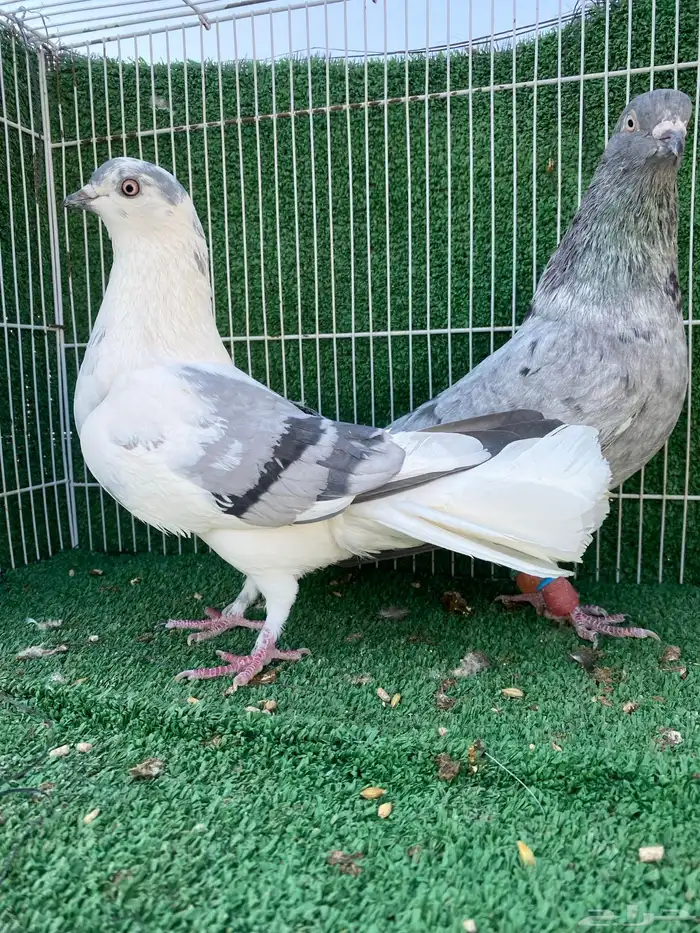 حمام شامي نوري 1