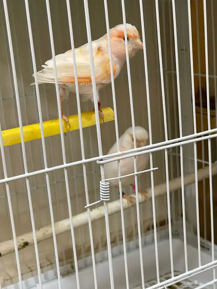 كناري موازيك 1