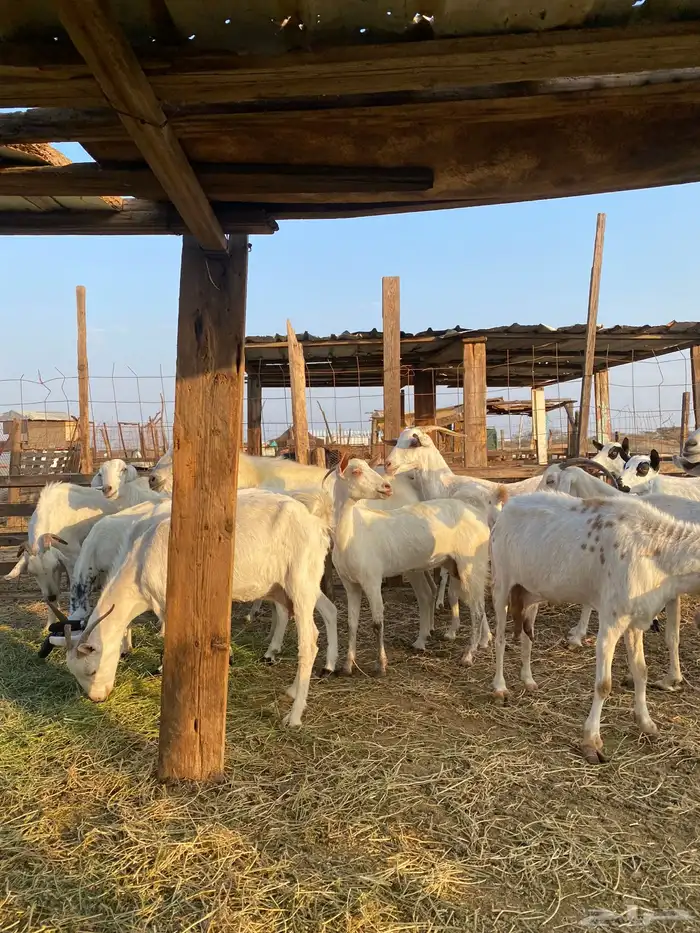 للبيع معزا بيشيات بالفحل دفيع ومضاريع 0