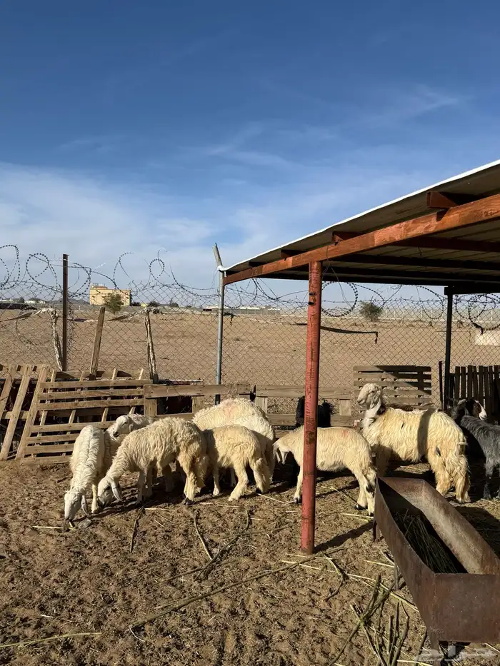 خرفان كفو للبيع بلدي نجران 0