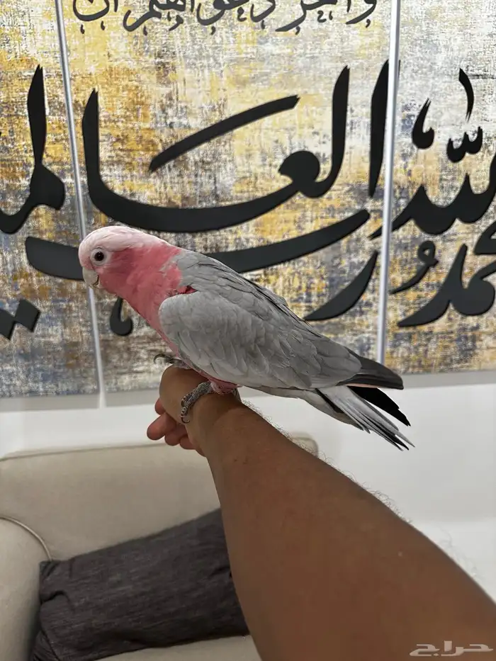 كوكاتو قالا اليف جدا 0