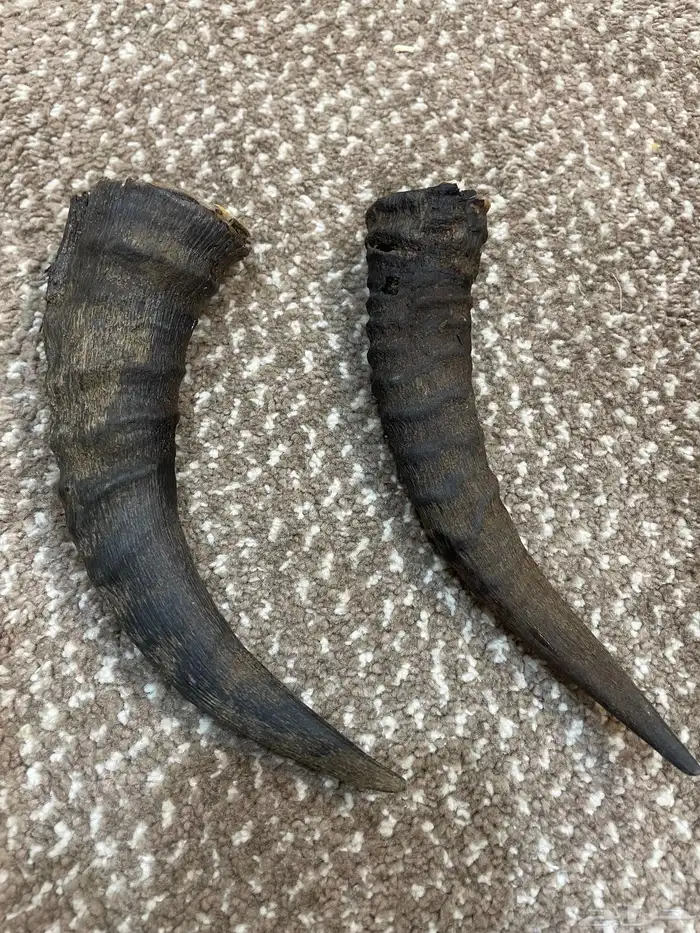 قرن وعل عل السوم 1