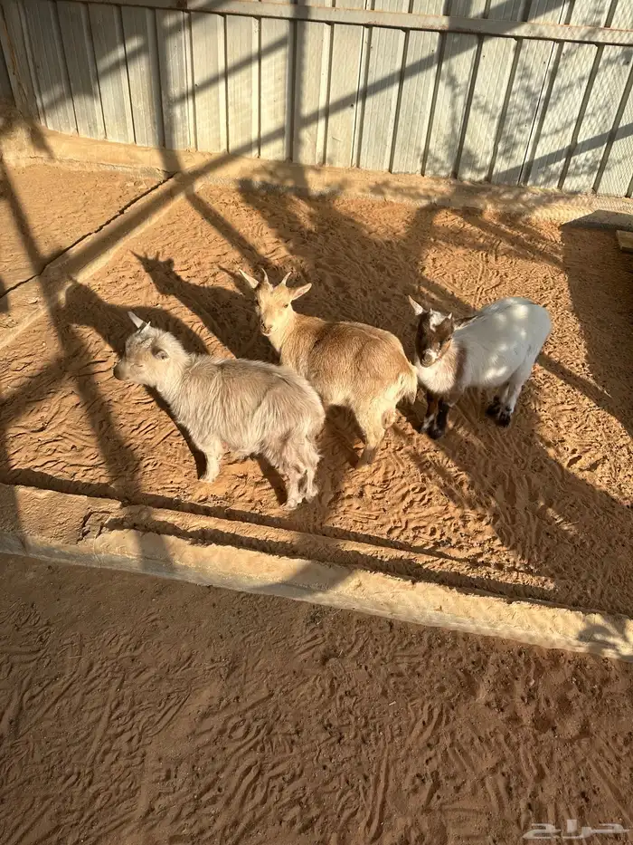 ماعز للبيع 4