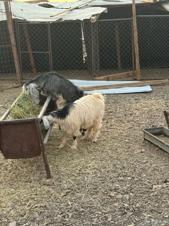 جفار عوارض أعمارهم 6شهور سمان ونظيفة ومقفله شحم إذا تبي تذ 1