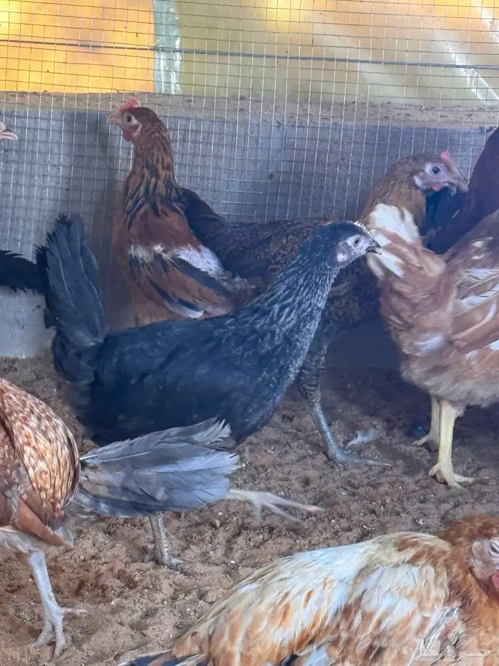 دجاج بلدي العمر 3 شهور 3