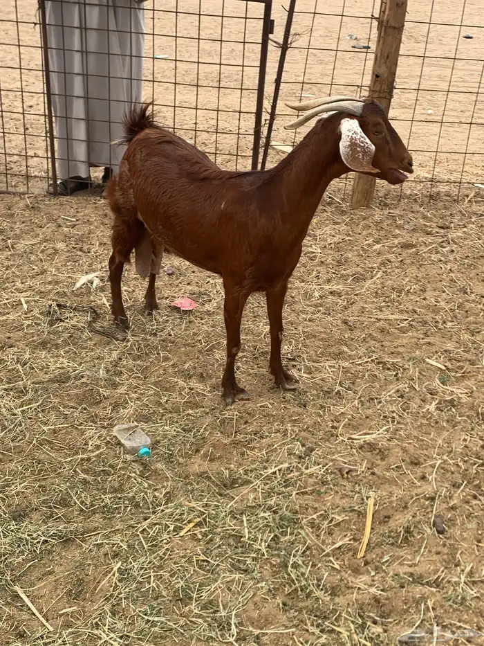 للبيع معزا جفار بيشيات برص ومعزا دهم 8