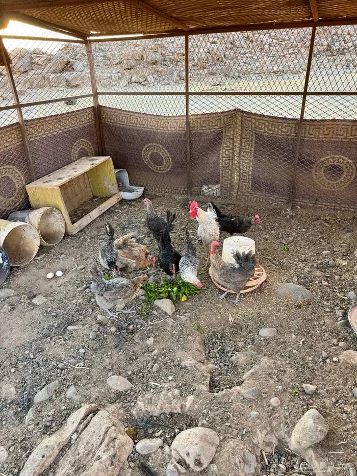 للبيع دجاج فيومي 1