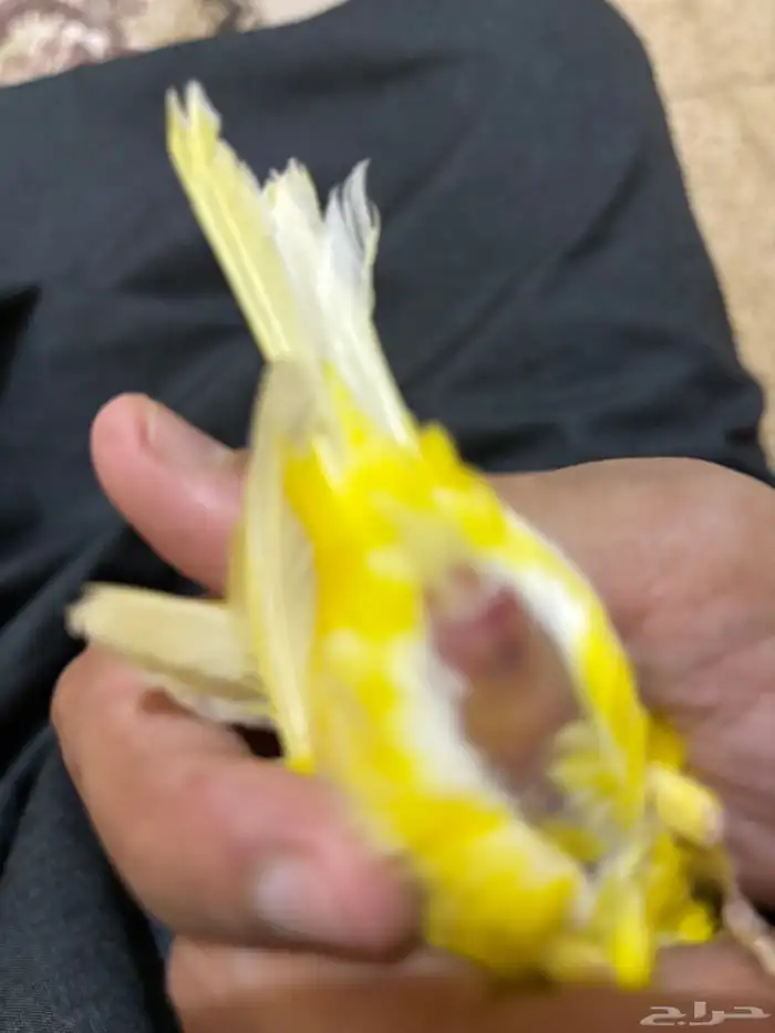 كناري سوري انثى جاهزه 3