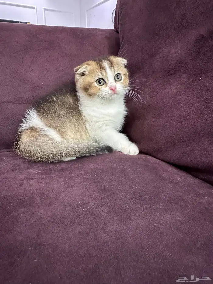 كيتن للبيع اناث وذكوره 5