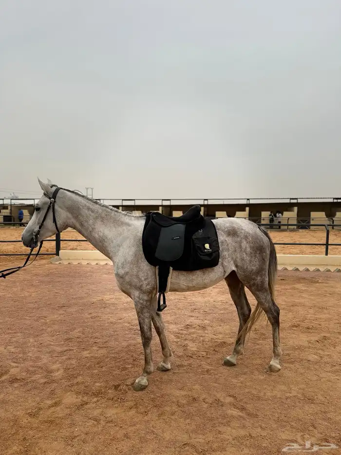 فرس شعبيه شيخه 2