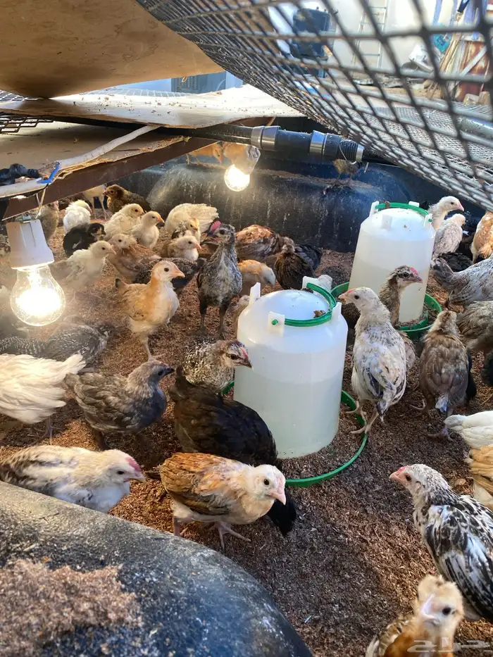 صيصان دجاج عمر شهرين 2