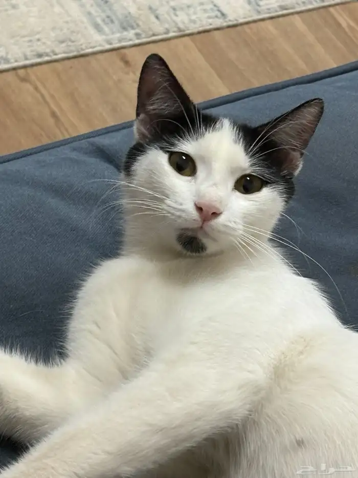 قطة حامل للتبني 1