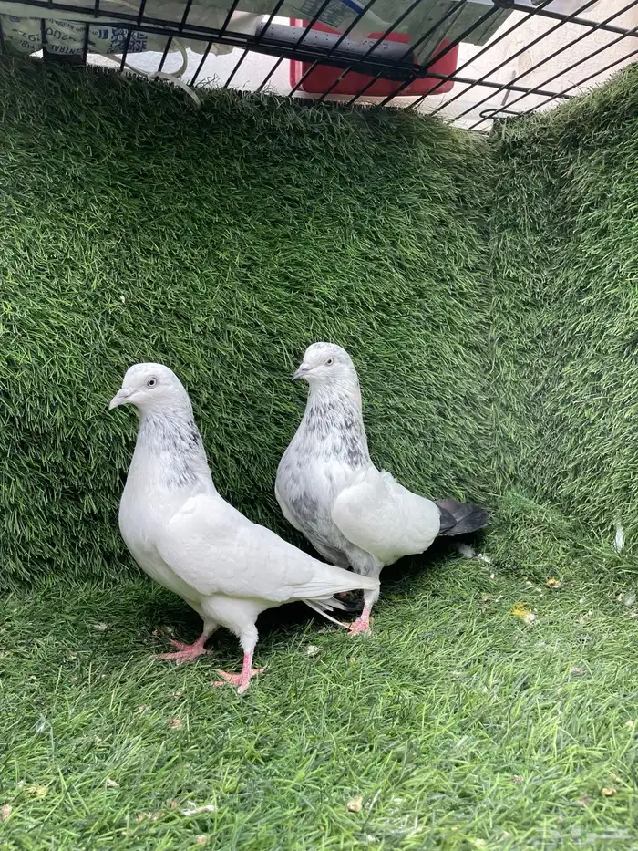 حمام باكستاني 5