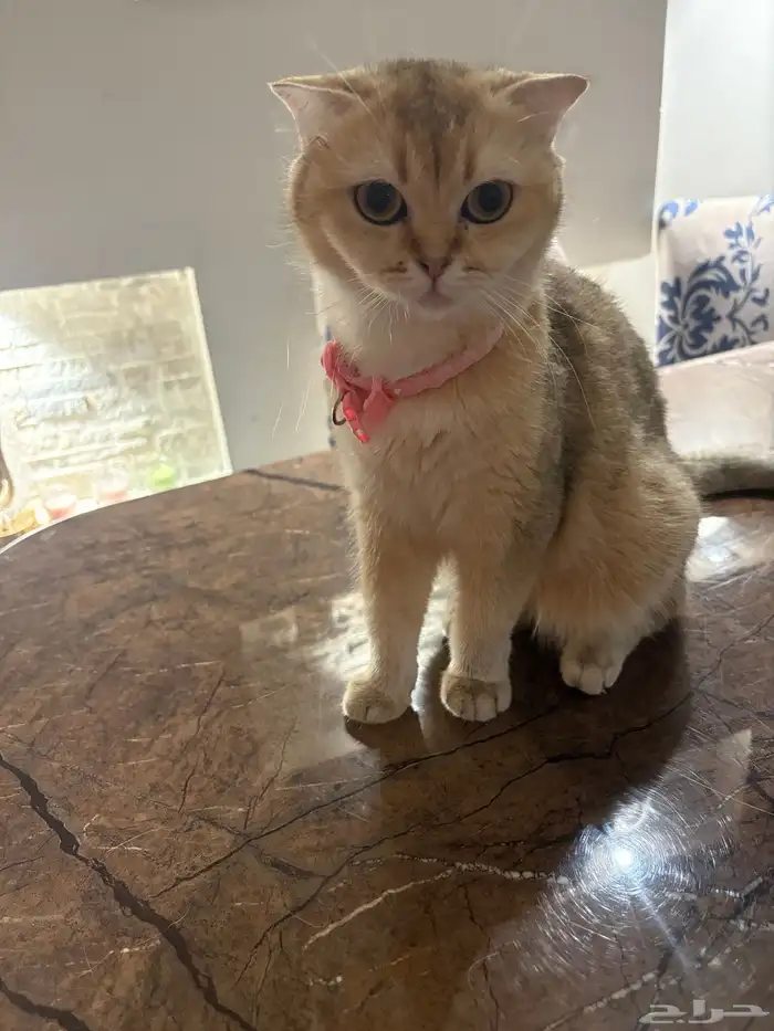 قطه سكوتش فولد 1