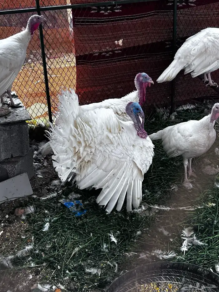 رومي للبيع 3