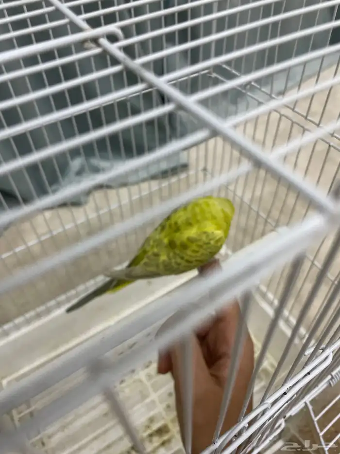 طيور البادي أو طيور الحب أليف قريب للهدد 1